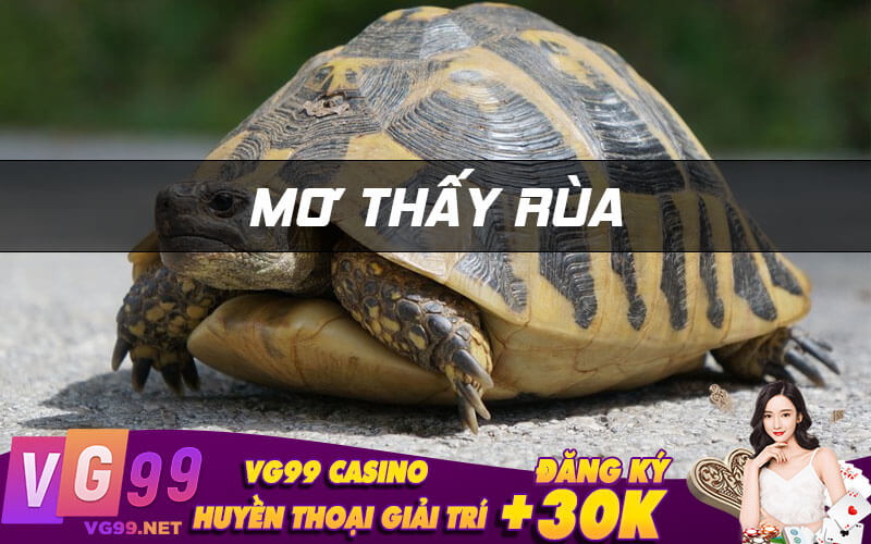 Mơ thấy rùa