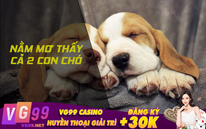 Nằm mơ thấy cả 2 con chó