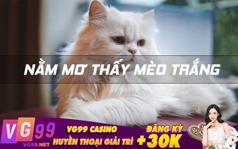 Nằm mơ thấy mèo trắng