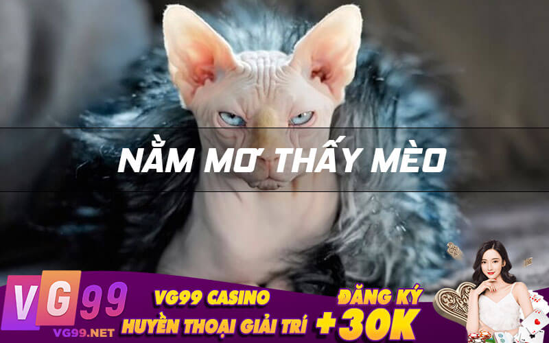 Nằm mơ thấy mèo